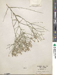 Stephanomeria pauciflora image