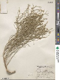 Stephanomeria pauciflora image