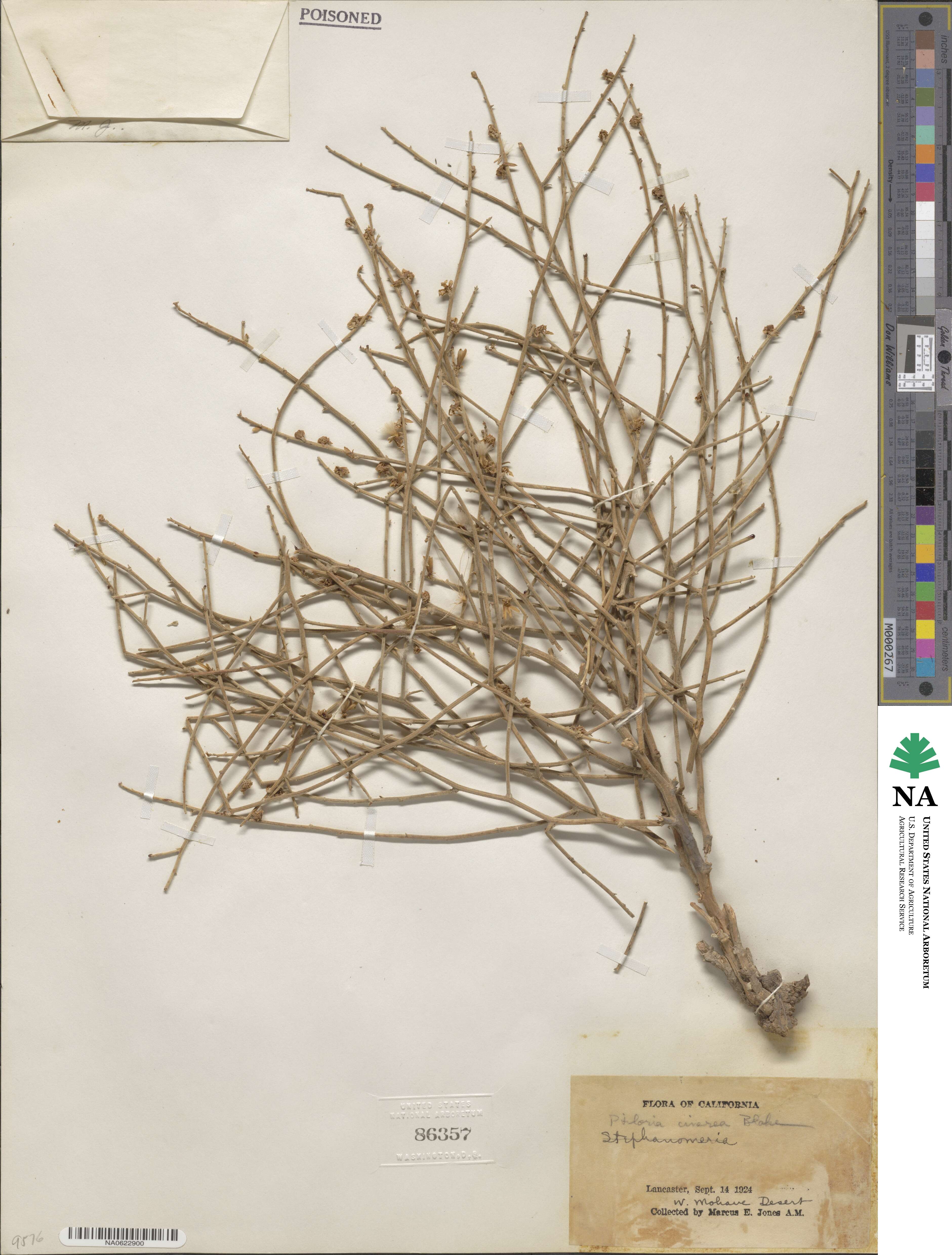 Stephanomeria pauciflora image