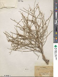 Stephanomeria pauciflora image