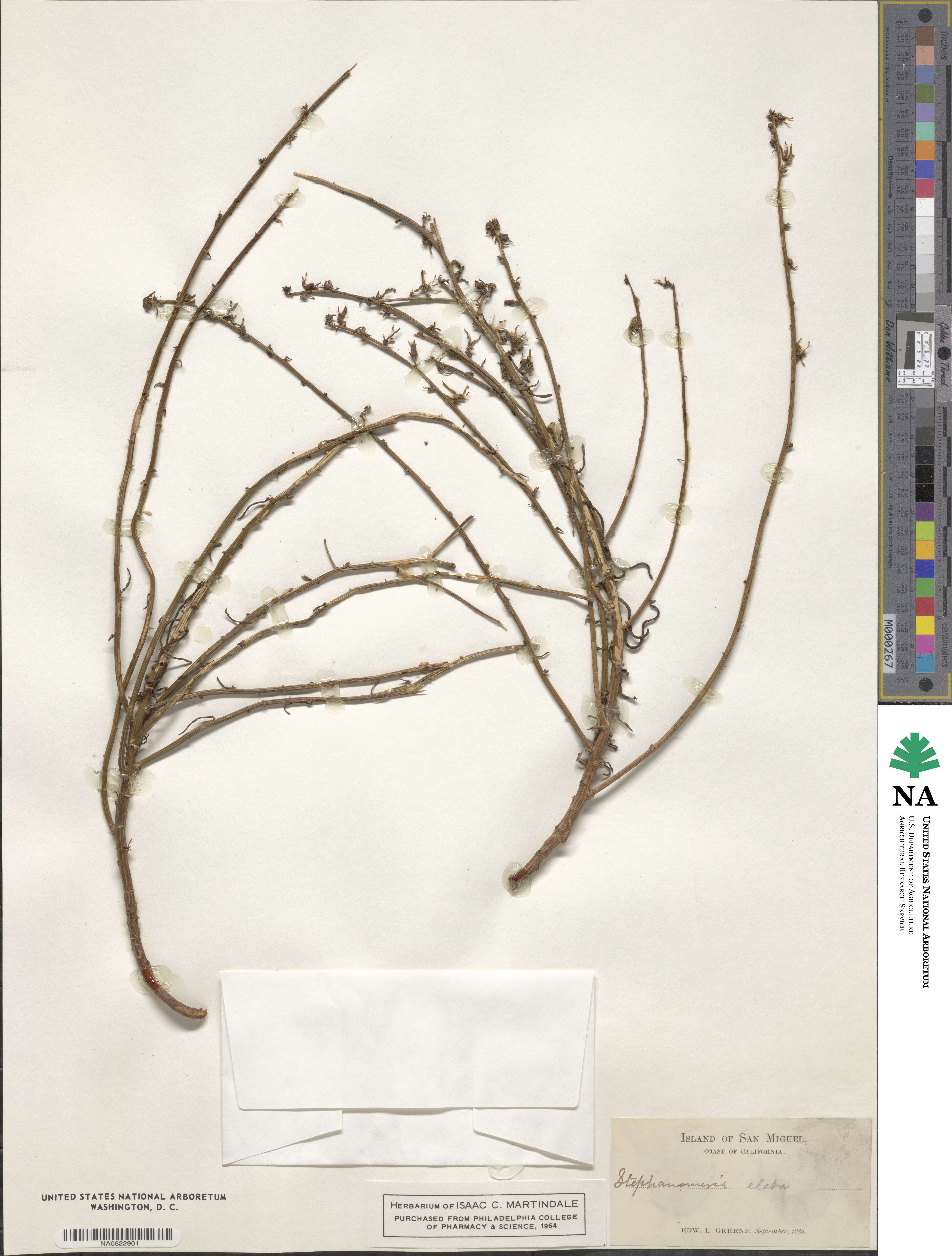 Stephanomeria elata image