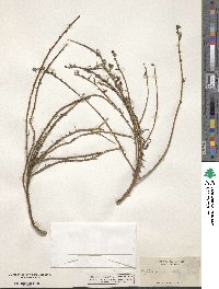 Image of Stephanomeria elata