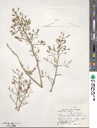 Stephanomeria exigua image