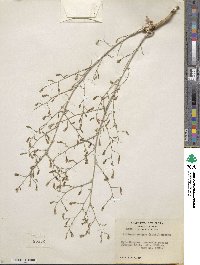 Stephanomeria exigua image