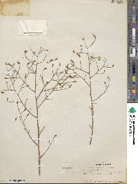 Stephanomeria exigua image