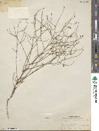 Stephanomeria exigua image