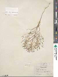 Stephanomeria exigua image