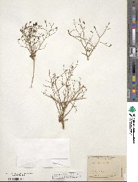 Stephanomeria exigua image