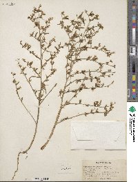 Stephanomeria exigua image