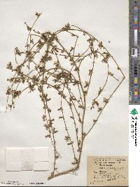 Stephanomeria exigua image