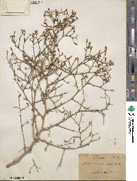 Stephanomeria exigua image