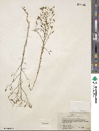 Stephanomeria exigua image