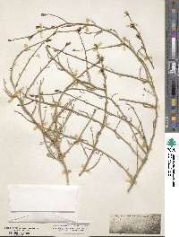 Stephanomeria exigua image