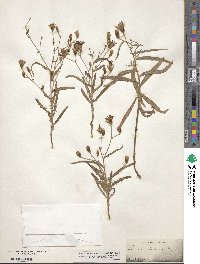 Stephanomeria lactucina image