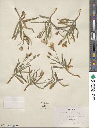 Stephanomeria lactucina image