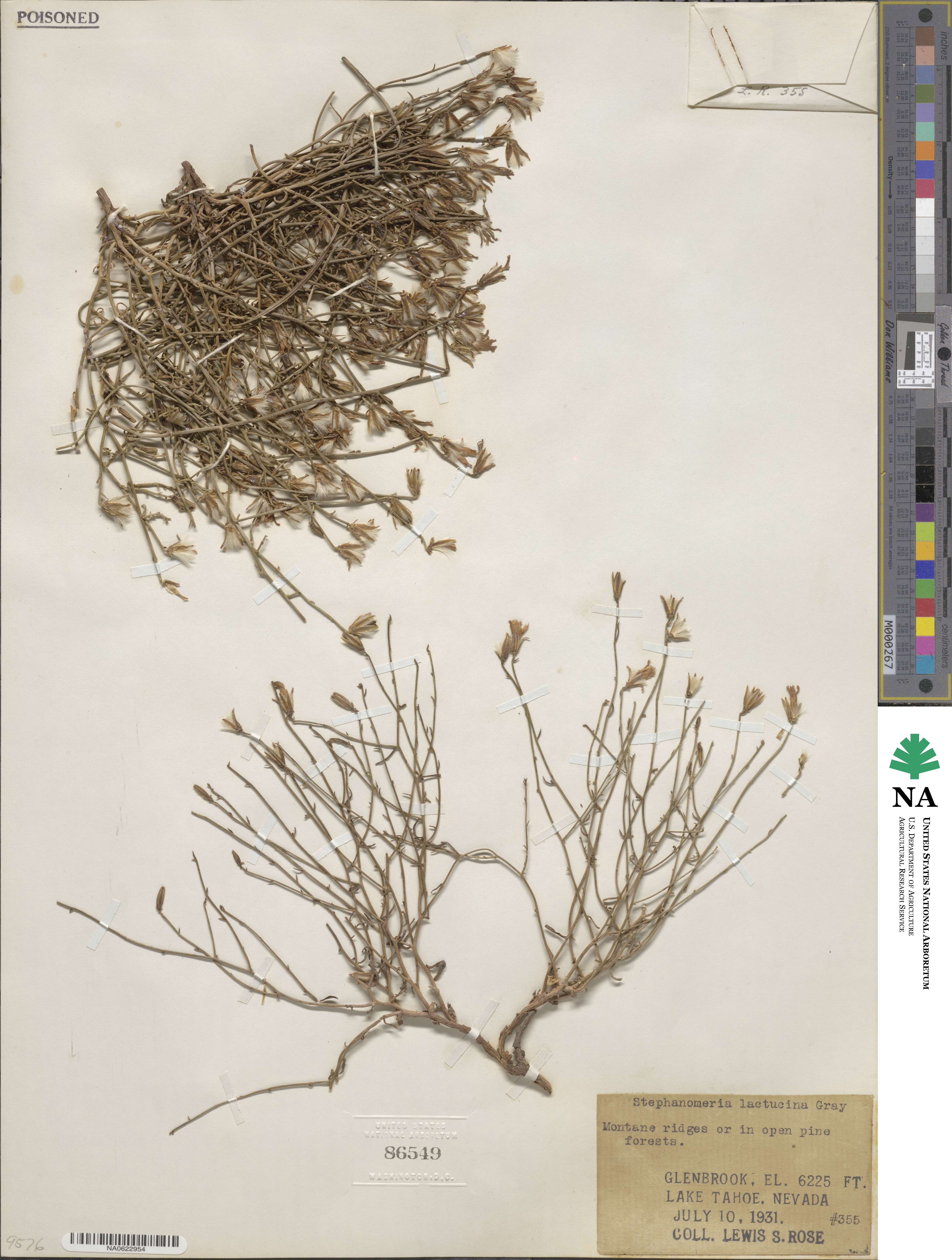 Stephanomeria lactucina image