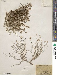 Stephanomeria lactucina image