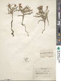 Stephanomeria lactucina image