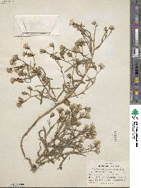 Stephanomeria lactucina image