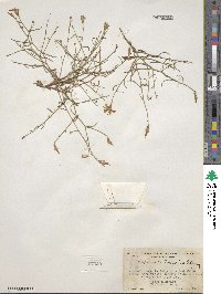 Stephanomeria lactucina image