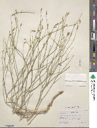 Stephanomeria pauciflora image