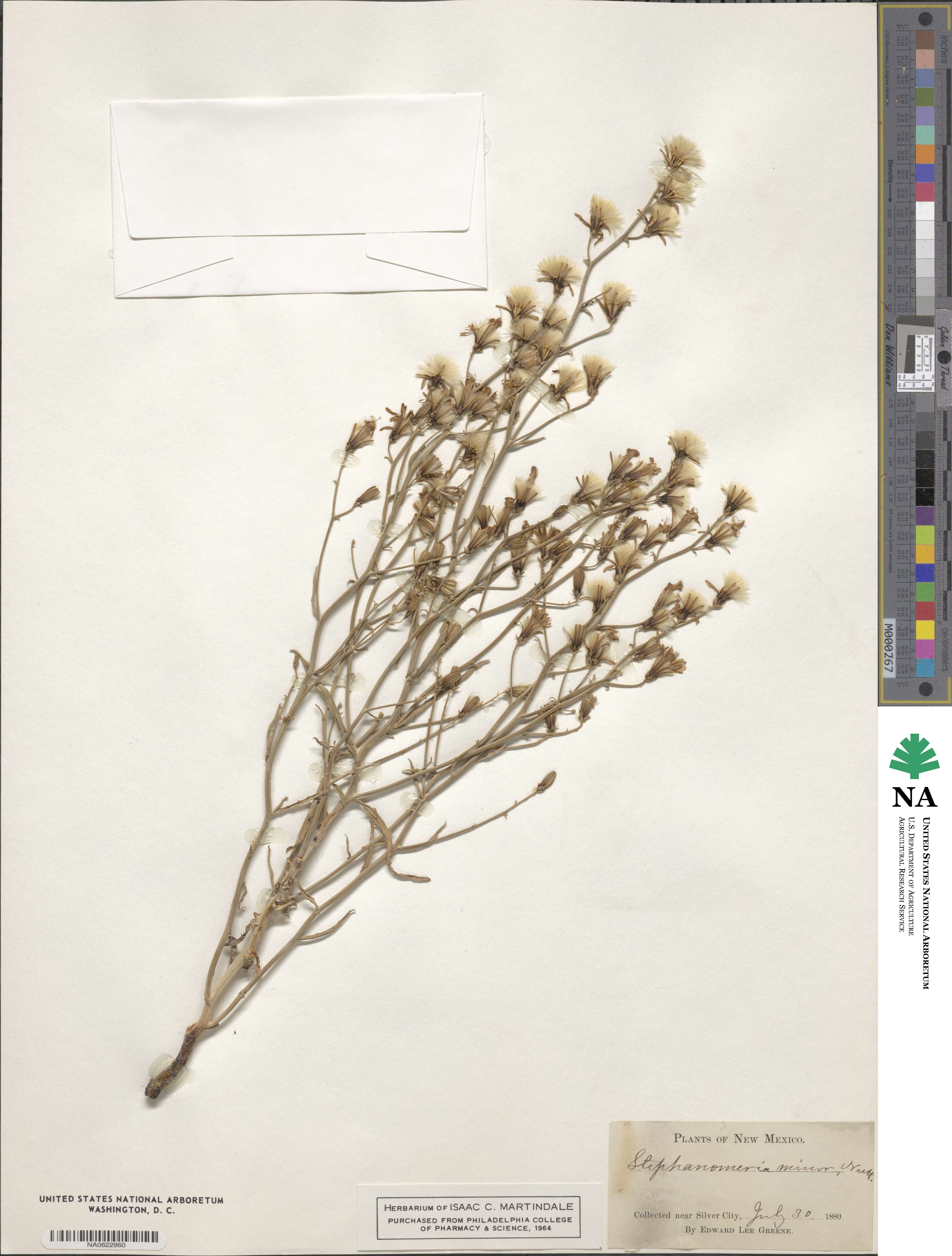 Stephanomeria tenuifolia image