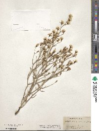 Stephanomeria tenuifolia image