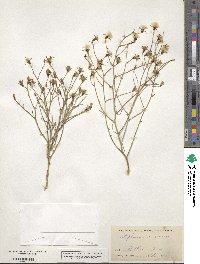 Image of Stephanomeria tenuifolia