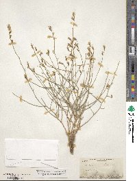 Stephanomeria tenuifolia image