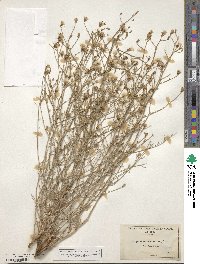 Stephanomeria tenuifolia image