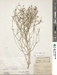 Stephanomeria tenuifolia image