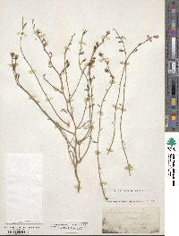 Stephanomeria paniculata image