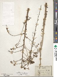 Stephanomeria paniculata image