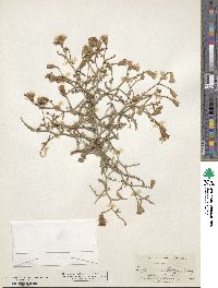 Stephanomeria parryi image