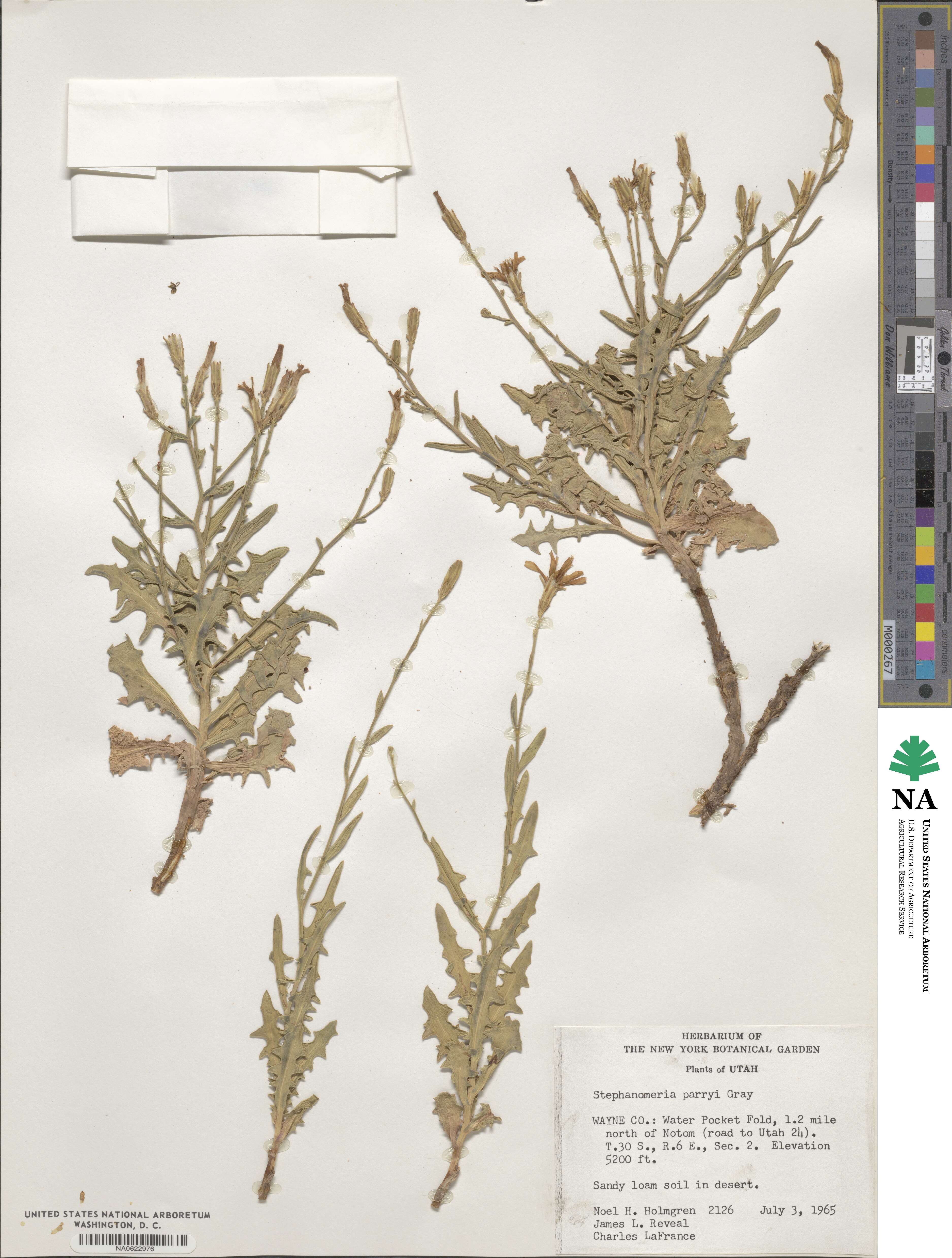 Stephanomeria parryi image