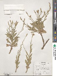 Stephanomeria parryi image