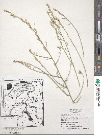 Stephanomeria pauciflora image