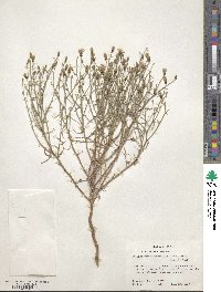 Stephanomeria pauciflora image