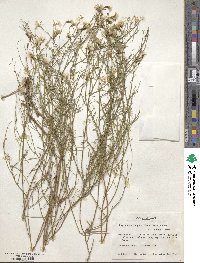 Stephanomeria pauciflora image