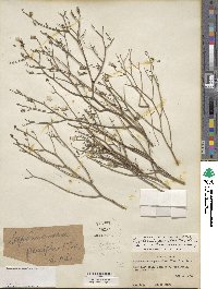 Stephanomeria pauciflora image