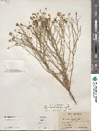 Stephanomeria pauciflora image