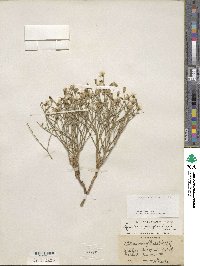 Stephanomeria pauciflora image