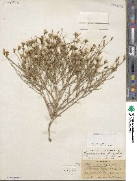 Stephanomeria pauciflora image