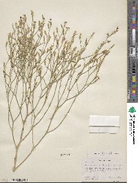 Stephanomeria pauciflora image