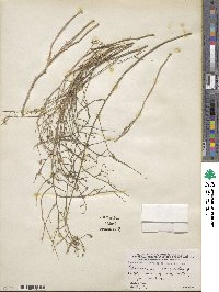 Stephanomeria pauciflora image