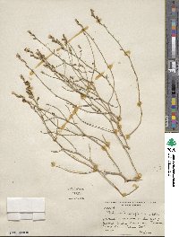 Stephanomeria pauciflora image