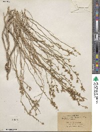 Stephanomeria pauciflora image