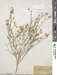 Stephanomeria pauciflora image