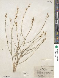 Stephanomeria pauciflora image