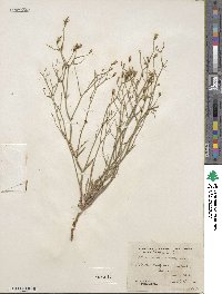 Stephanomeria pauciflora image